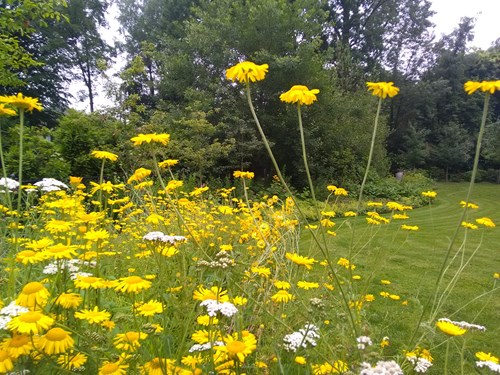 Bloemenweide natuurlijke tuin ecologische tuinarchitect