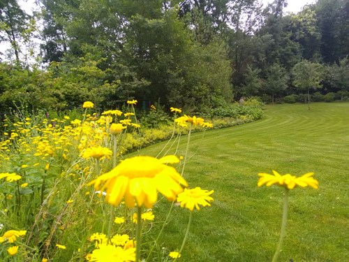 Bloemenweide natuurlijke tuin ecologische tuinarchitect