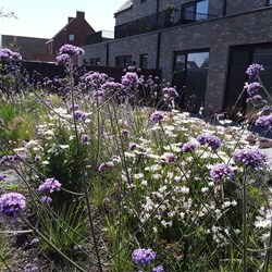 Droogtebestendige tuin