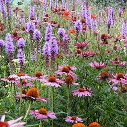 Prairietuin