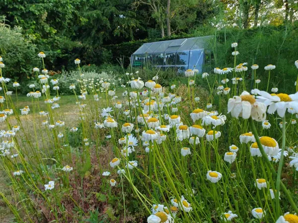 De margrieten floreren in een droogtetuin