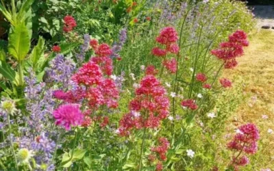 Klimaatverandering de baas: Planten selecteren voor een droogtetuin