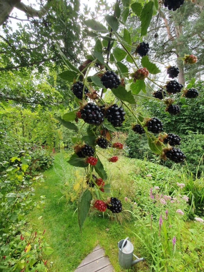 Braambessen zijn onmisbaar in de eetbare siertuin