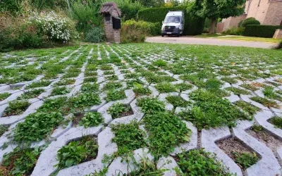Natuurlijke bestrating: van Onkruiddals naar Esthetische Biodiversiteit