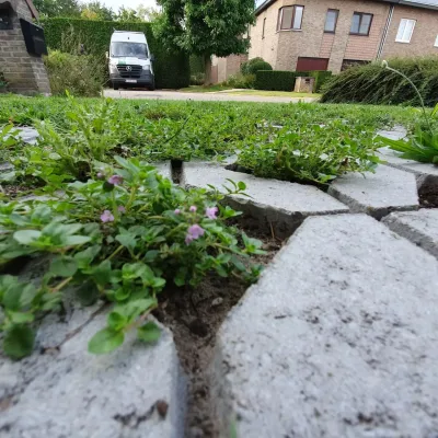 grasdals worden gebruikt voor natuurlijke bestrating