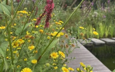 Plant in de Natuurtuin: Heelblaadjes