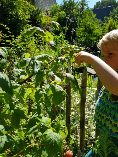 Besjes plukken in een kindvriendelijke tuin