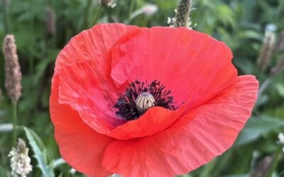 Wilde plantvakken met zadenmengsels