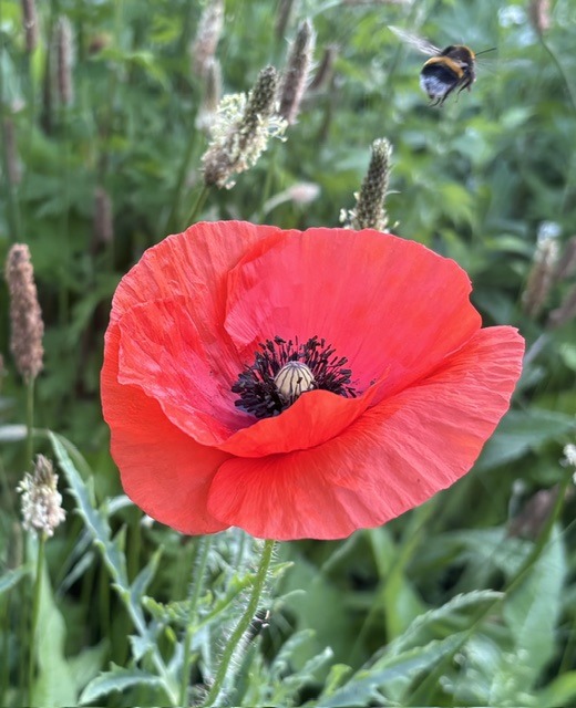 klaproos hommel