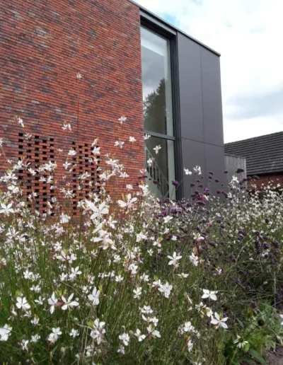 Gaura lindheimerii