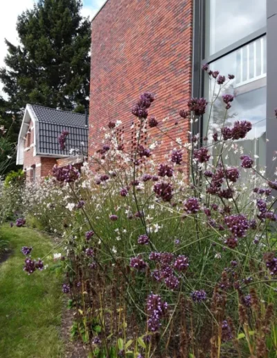 Natuurlijke tuin in Kalmthout