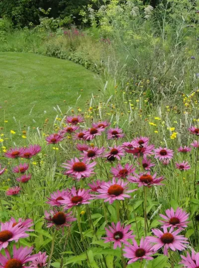 Een natuurlijke tuin is een meerwaarde voor de biodiversiteit