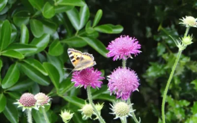 Concept natuurtuin: een rekbaar begrip?