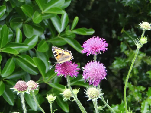 biodiversiteit in de natuurtuin
