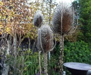 Waarom je natuurlijke tuin in de winter nog mooier wordt